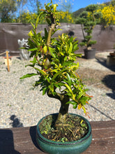 Cargar imagen en el visor de la galería, Punica Granatum Nejikan - Granado 10 años.