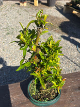 Cargar imagen en el visor de la galería, Punica Granatum Nejikan - Granado 10 años.