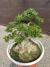 Cargar imagen en el visor de la galería, Bonsái Olea Europaea Sylvestris (ACEBUCHE)