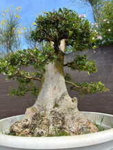 Cargar imagen en el visor de la galería, Bonsái Olea Europaea Sylvestris (ACEBUCHE)