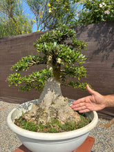 Cargar imagen en el visor de la galería, Bonsái Olea Europaea Sylvestris (ACEBUCHE)