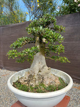 Cargar imagen en el visor de la galería, Bonsái Olea Europaea Sylvestris (ACEBUCHE)