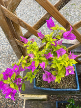 Cargar imagen en el visor de la galería, Bonsái Buganvilla 12 años