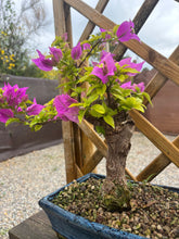Cargar imagen en el visor de la galería, Bonsái Buganvilla 12 años