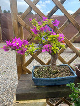 Cargar imagen en el visor de la galería, Bonsái Buganvilla 12 años