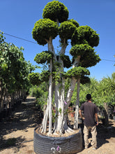 Cargar imagen en el visor de la galería, Ficus macro bonsái microcarpa raíces aéreas