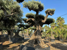 Cargar imagen en el visor de la galería, Olivo milenario n° 1102