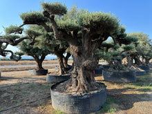 Cargar imagen en el visor de la galería, Olivo milenario n° 1102