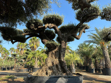 Cargar imagen en el visor de la galería, Olivo milenario n° 1102