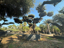 Cargar imagen en el visor de la galería, Olivo milenario n° 1102