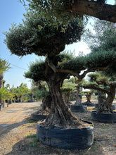 Cargar imagen en el visor de la galería, Olivo milenario n° 1102