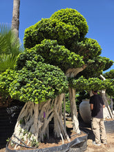Cargar imagen en el visor de la galería, Ficus microcarpa macrobonsái – troncos múltiples