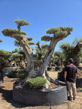 Cargar imagen en el visor de la galería, Olivo centenario Macrobonsái