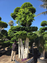 Cargar imagen en el visor de la galería, Macro bonsái ficus con raíces aéreas