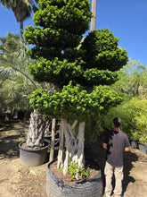 Cargar imagen en el visor de la galería, Ficus macro bonsái raíces aéreas