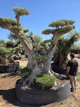 Cargar imagen en el visor de la galería, Olivo centenario Macrobonsái