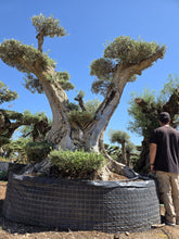 Cargar imagen en el visor de la galería, Olivo centenario Macrobonsái