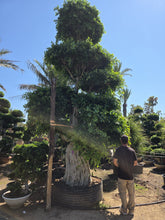 Cargar imagen en el visor de la galería, macro bonsái ficus microcarpa raíces aéreas