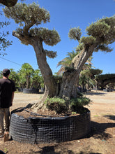 Cargar imagen en el visor de la galería, Olivo centenario Macrobonsái