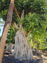 Cargar imagen en el visor de la galería, macro bonsái ficus microcarpa raíces aéreas