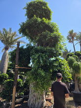Cargar imagen en el visor de la galería, macro bonsái ficus microcarpa raíces aéreas