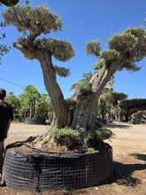 Cargar imagen en el visor de la galería, Olivo centenario Macrobonsái