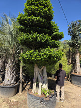 Cargar imagen en el visor de la galería, Ficus macro bonsái raíces aéreas