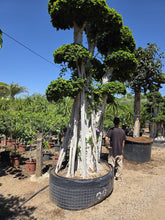 Cargar imagen en el visor de la galería, Ficus macro bonsái microcarpa raíces aéreas