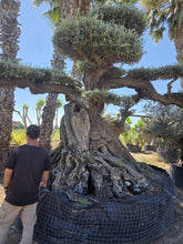 Cargar imagen en el visor de la galería, Olivo milenario 1113