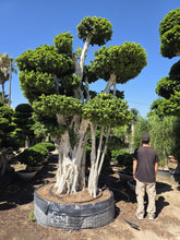 Cargar imagen en el visor de la galería, Macro bonsái Ficus microcarpa