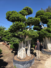 Cargar imagen en el visor de la galería, Macro bonsái Ficus microcarpa