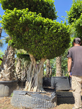 Cargar imagen en el visor de la galería, Macro bonsái ficus microcarpa raíces aéreas