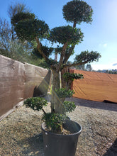 Cargar imagen en el visor de la galería, Macro bonsái Olivo (OLEA EUROPAEA)