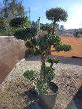 Cargar imagen en el visor de la galería, Macro bonsái Olivo (OLEA EUROPAEA)
