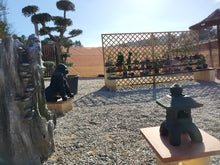 Cargar imagen en el visor de la galería, Macro bonsái Olivo (OLEA EUROPAEA)