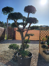 Cargar imagen en el visor de la galería, Macro bonsái Olivo (OLEA EUROPAEA)