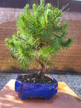 Cargar imagen en el visor de la galería, Pinus halepensis 9 años