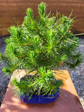 Cargar imagen en el visor de la galería, Pinus halepensis 9 años