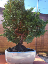 Cargar imagen en el visor de la galería, Juniperus chinensis 10 años