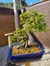 Cargar imagen en el visor de la galería, Olmo zelkova tanuki