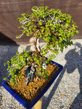 Cargar imagen en el visor de la galería, Olmo zelkova tanuki