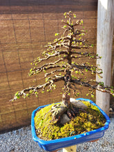 Cargar imagen en el visor de la galería, Olmo en roca - zelkova parvifolia 15 años.