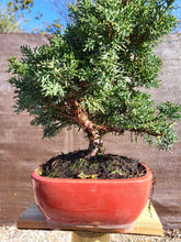 Cargar imagen en el visor de la galería, Juniperus Chinensis 10 años