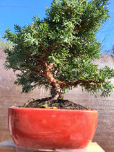 Cargar imagen en el visor de la galería, Juniperus Chinensis 10 años