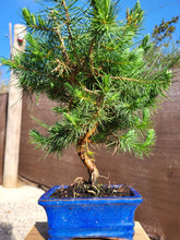 Cargar imagen en el visor de la galería, Pinus halepensis 9 años