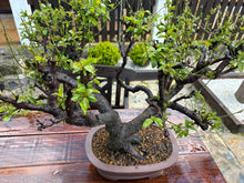 Cargar imagen en el visor de la galería, Bonsái Ciruelo (Prunus Domestica)