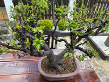 Cargar imagen en el visor de la galería, Bonsái Ciruelo (Prunus Domestica)