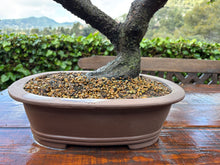 Cargar imagen en el visor de la galería, Bonsái Ciruelo (Prunus Domestica)