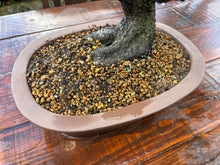 Cargar imagen en el visor de la galería, Bonsái Ciruelo (Prunus Domestica)