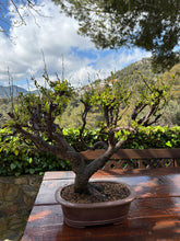 Cargar imagen en el visor de la galería, Bonsái Ciruelo (Prunus Domestica)